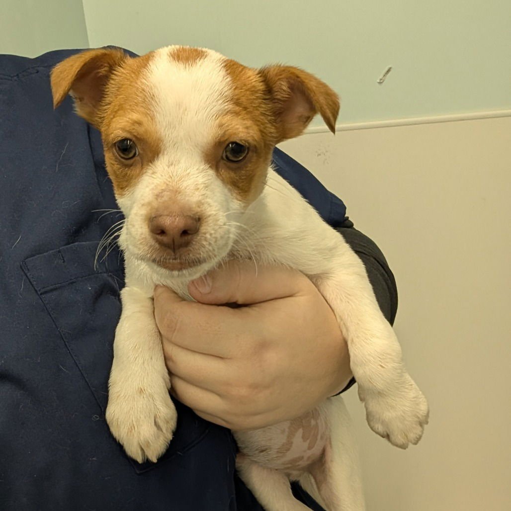 RORY - Cattle Dog available for adoption