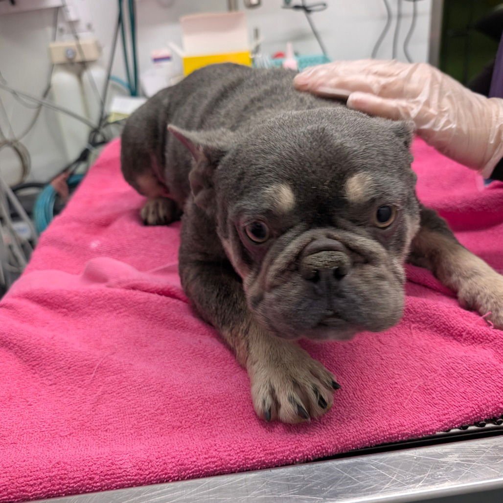 AMELIE - French Bulldog available for adoption