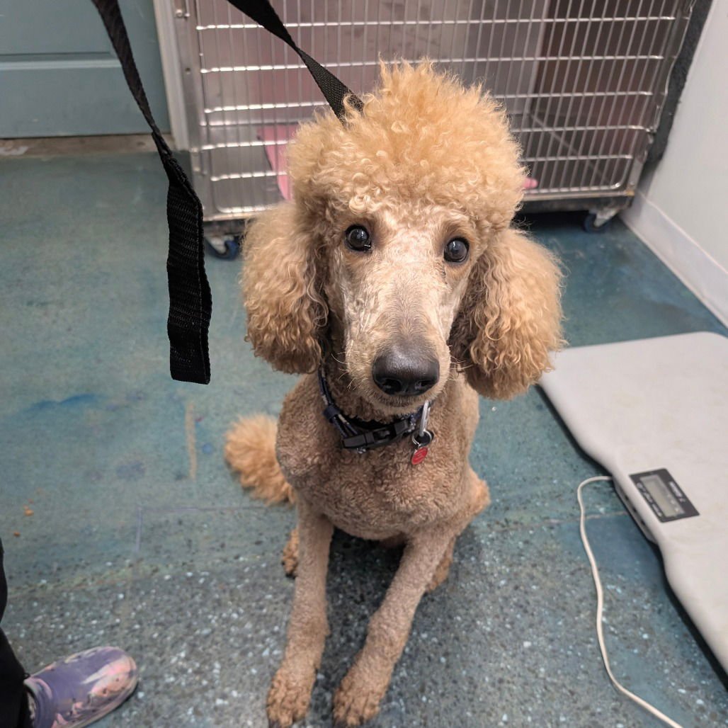 CARTER - Poodle (Standard) available for adoption