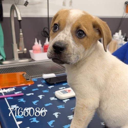 CANYON - Cattle Dog available for adoption