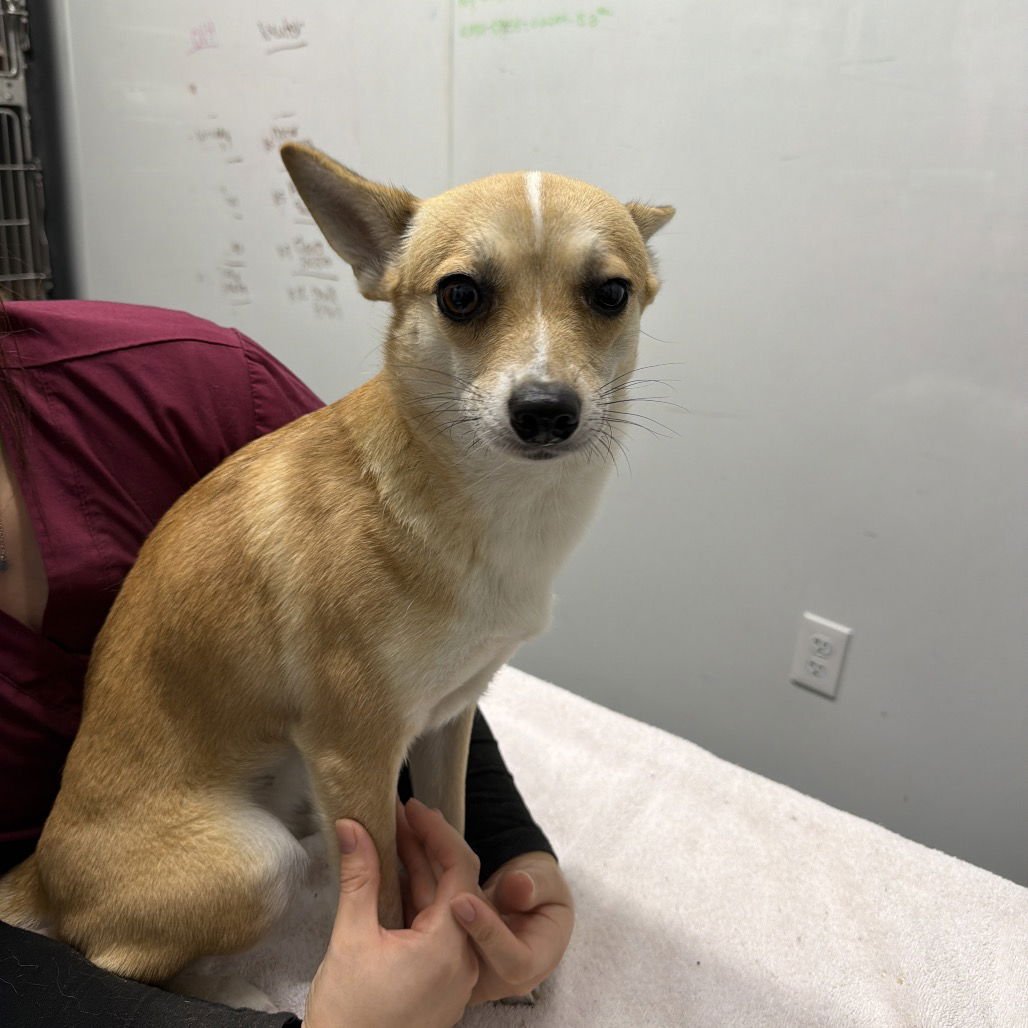 FOXY - Fox Terrier / Chihuahua available for adoption