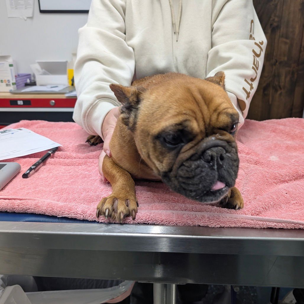 PENNY - French Bulldog available for adoption