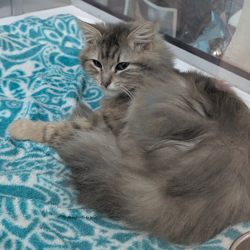 BUTTER BEAN - Domestic Long Hair available for adoption