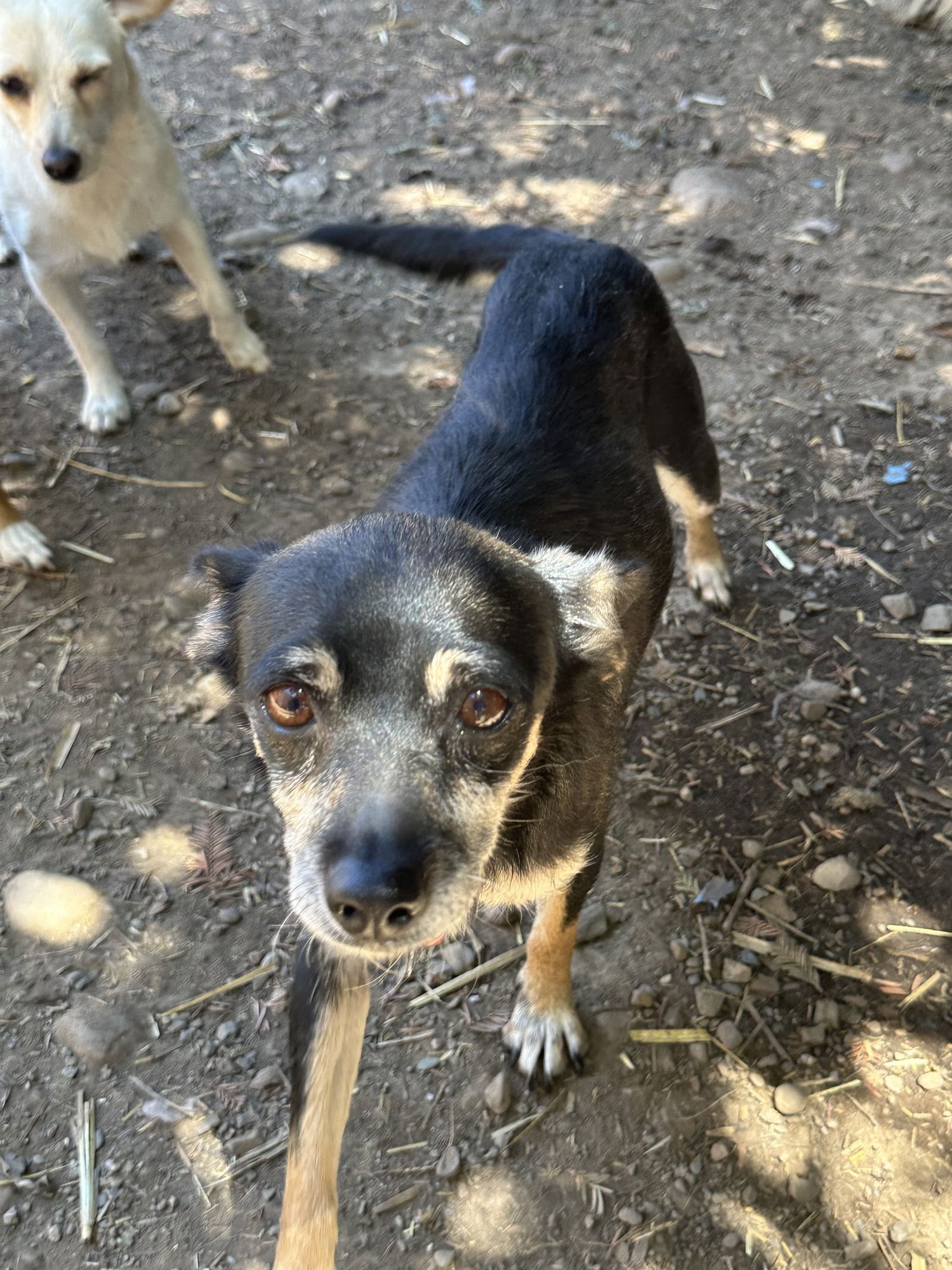MCMUFFIN - Jack Russell Terrier available for adoption