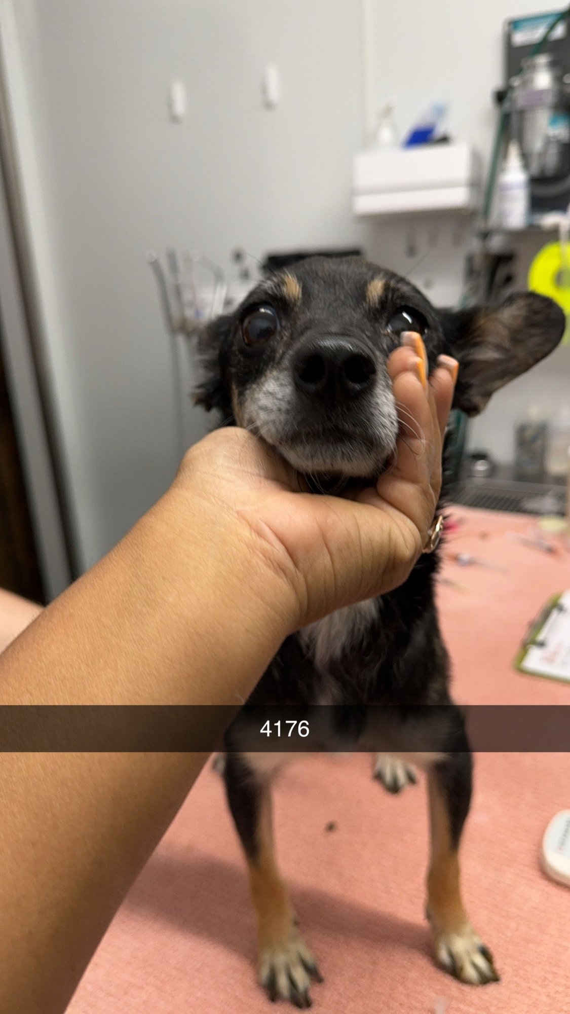 MCMUFFIN - Jack Russell Terrier available for adoption