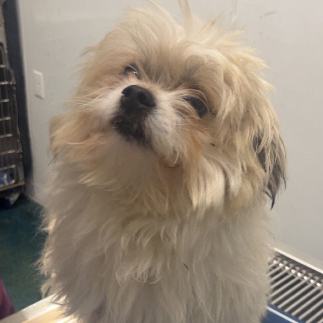 BIXBY - Shih Tzu available for adoption