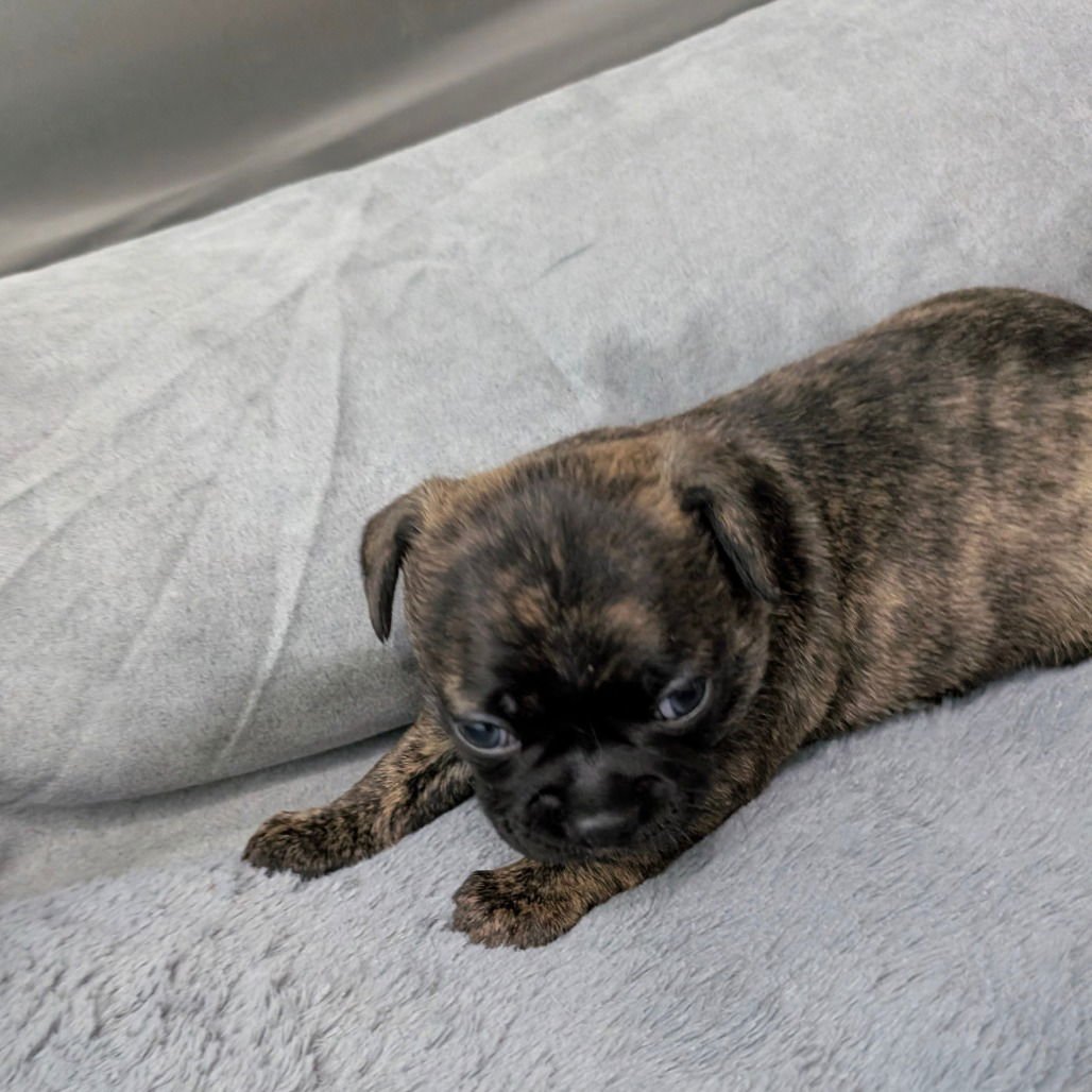 DILL PICKLE - Chihuahua available for adoption