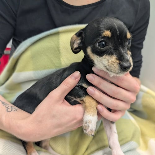 CAMELLIA - Chihuahua available for adoption