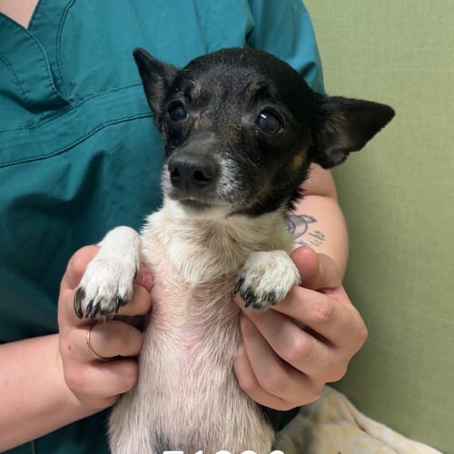 QUATTRO - Chihuahua available for adoption