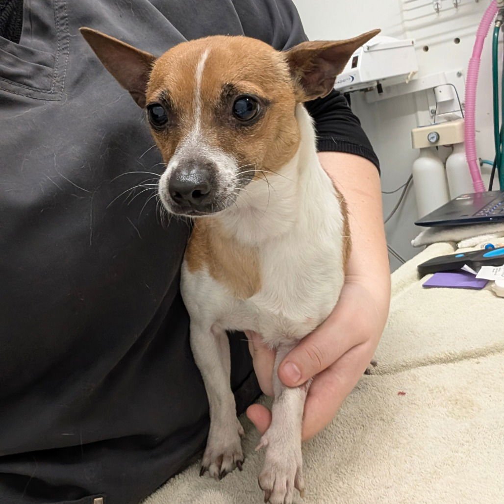 MAXI - Jack Russell Terrier available for adoption