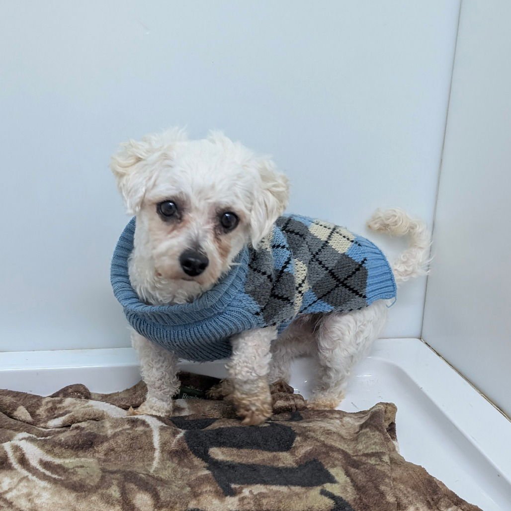 NOVA - Poodle (Miniature) available for adoption