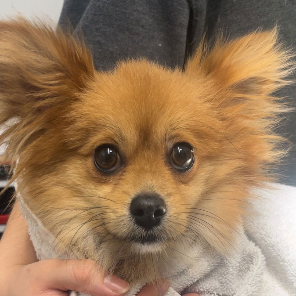 PIPPINO - Pomeranian available for adoption