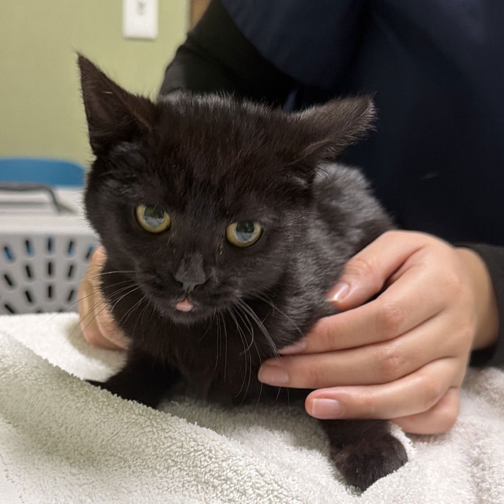 GLENN - Domestic Short Hair available for adoption