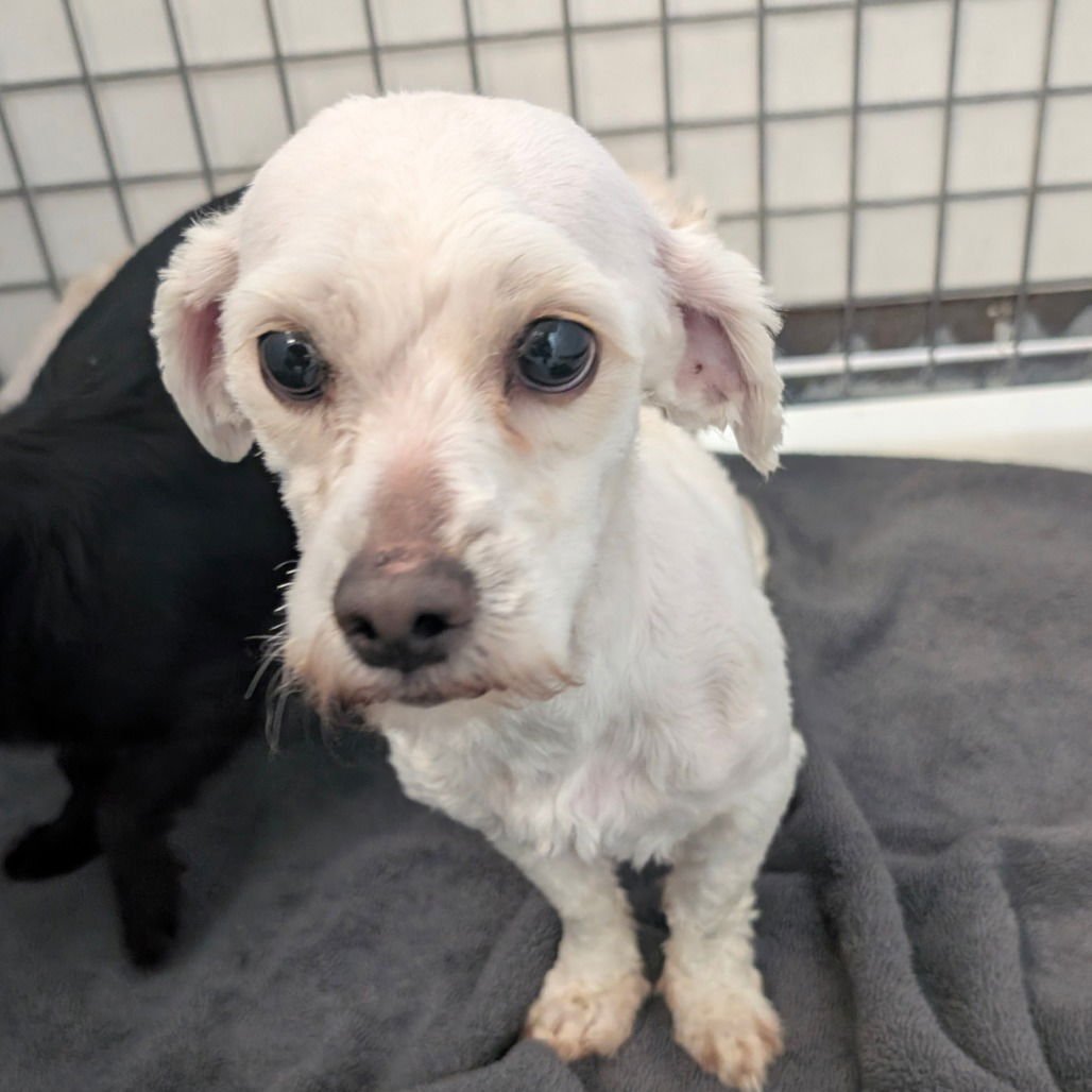 OLLIE - Poodle (Miniature) available for adoption