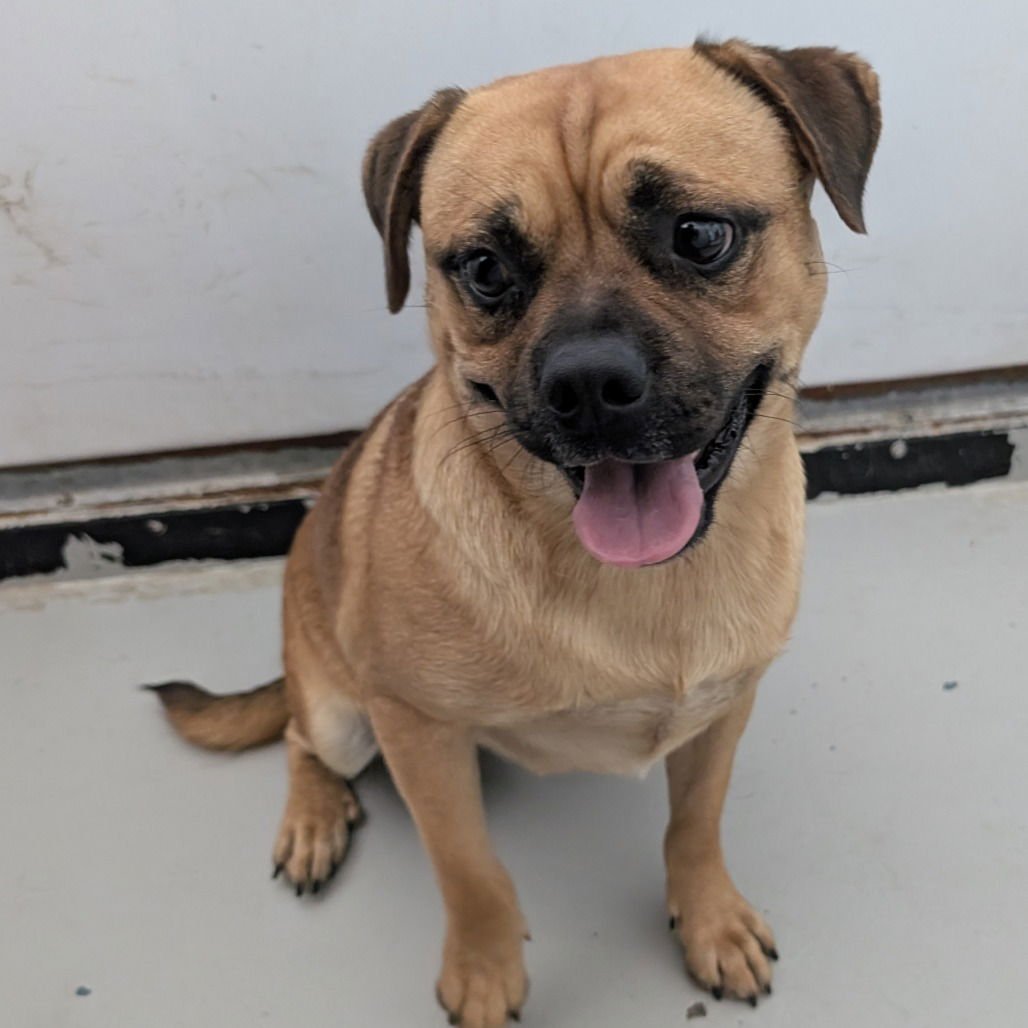 BISCUIT - Pug / Terrier available for adoption