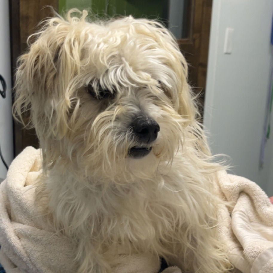 GMORK - Maltese available for adoption