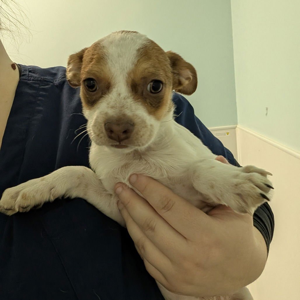 LAINEY - Cattle Dog available for adoption