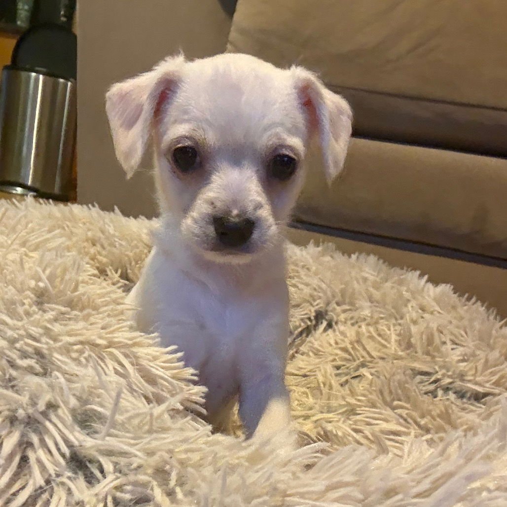 DANCER - Terrier / Chihuahua available for adoption