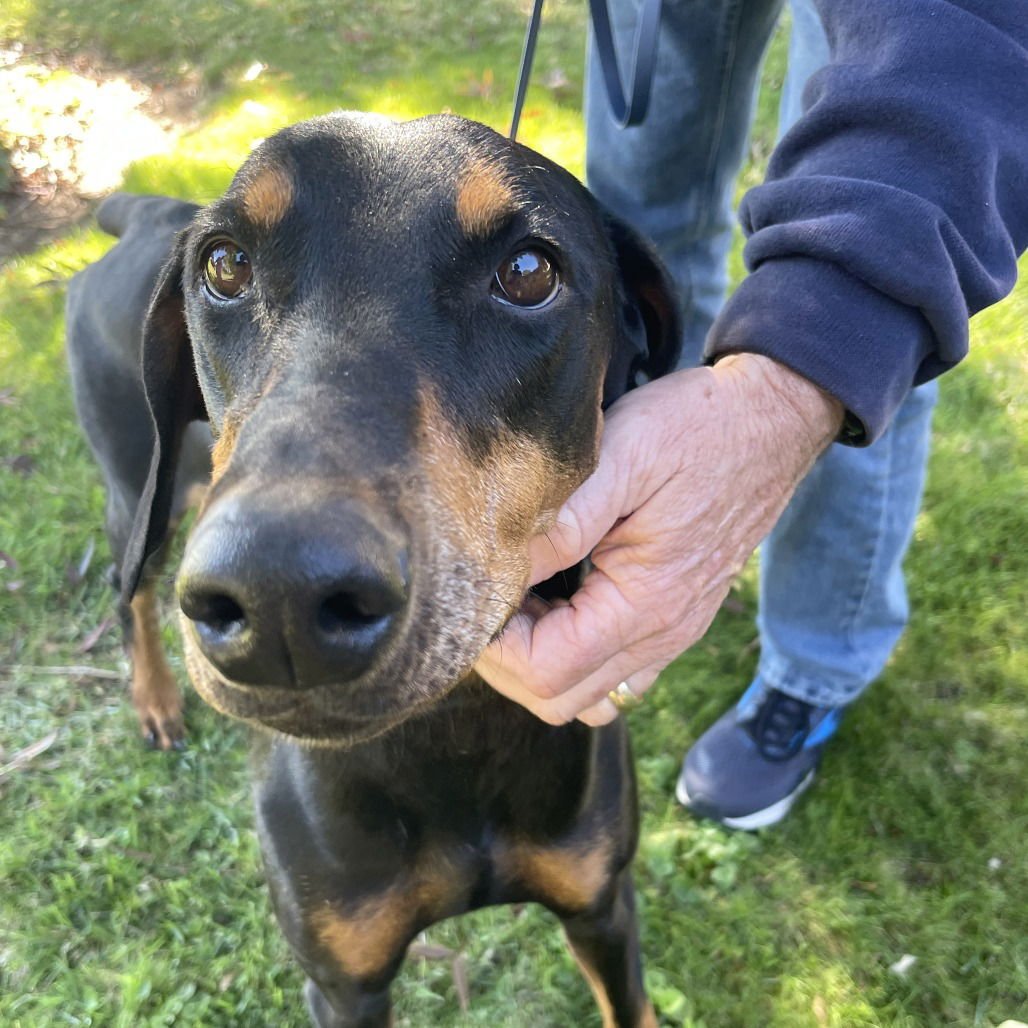 LADY - Doberman Pinscher available for adoption