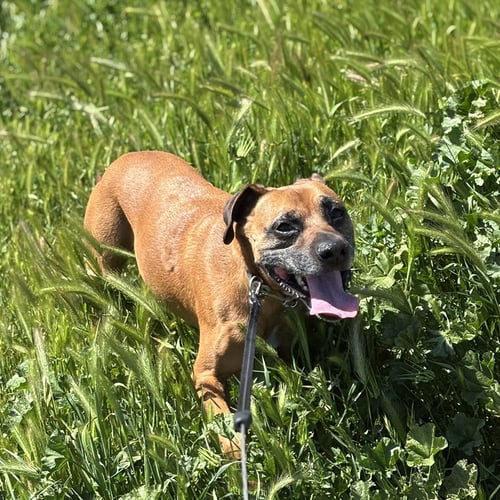 ROCKY - Boxer / Terrier available for adoption