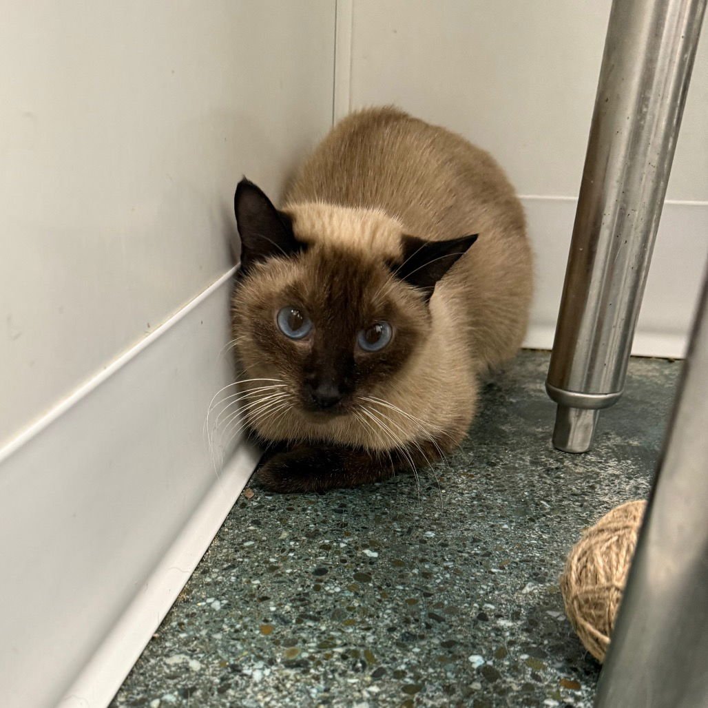 KIYO - Siamese available for adoption