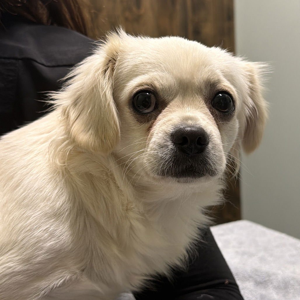 BRITTANY - Pekingese / Spaniel available for adoption