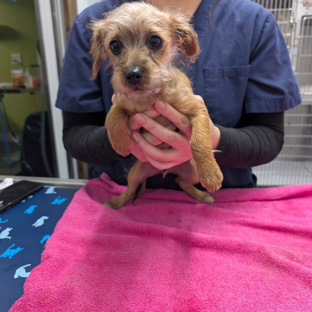 ELIO - Norfolk Terrier available for adoption