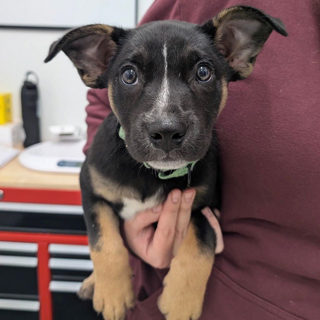 GIGI - German Shepherd Dog available for adoption