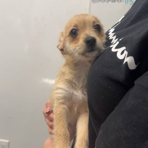 BUGGIE - Terrier available for adoption