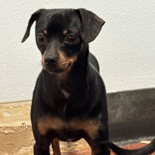 DAPHNE - Chihuahua available for adoption