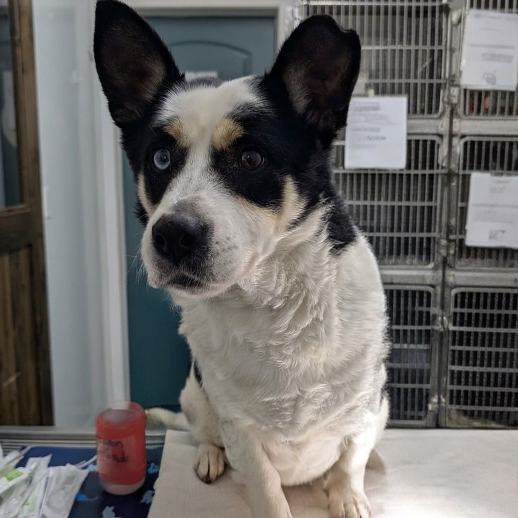 BANJO - Corgi / Cattle Dog available for adoption