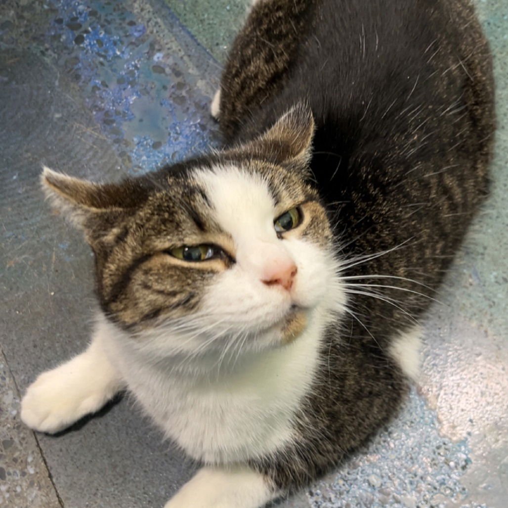 MOLLY - Domestic Short Hair available for adoption