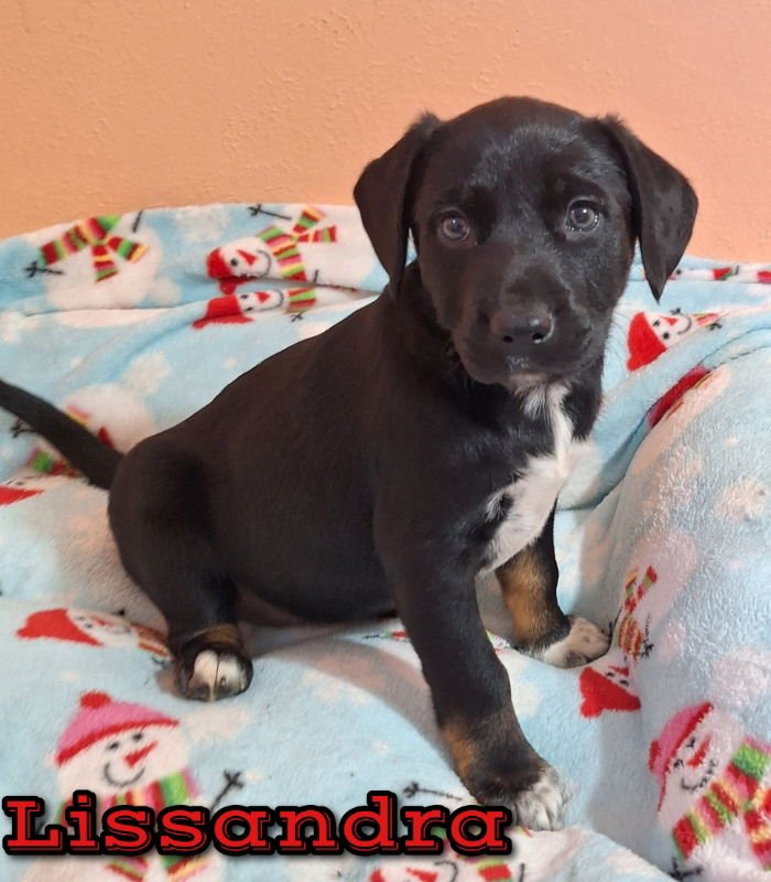 LISSANDRA - Australian Shepherd available for adoption