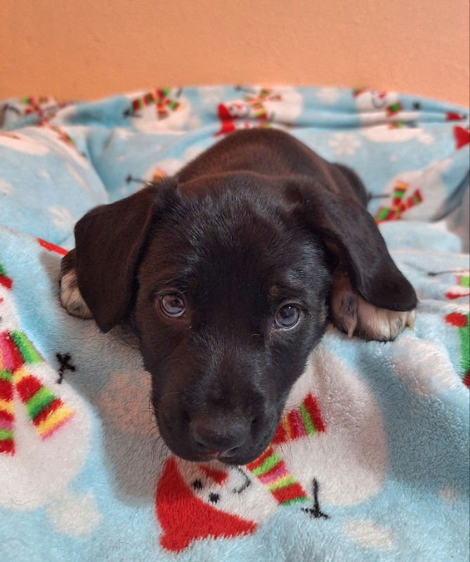 LISSANDRA - Australian Shepherd available for adoption