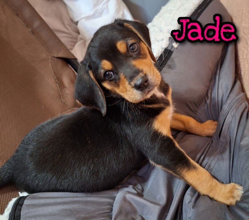 JADE - Coonhound available for adoption