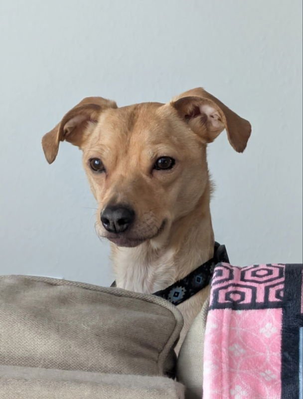 PEANUT BUTTER - Chihuahua / Dachshund available for adoption