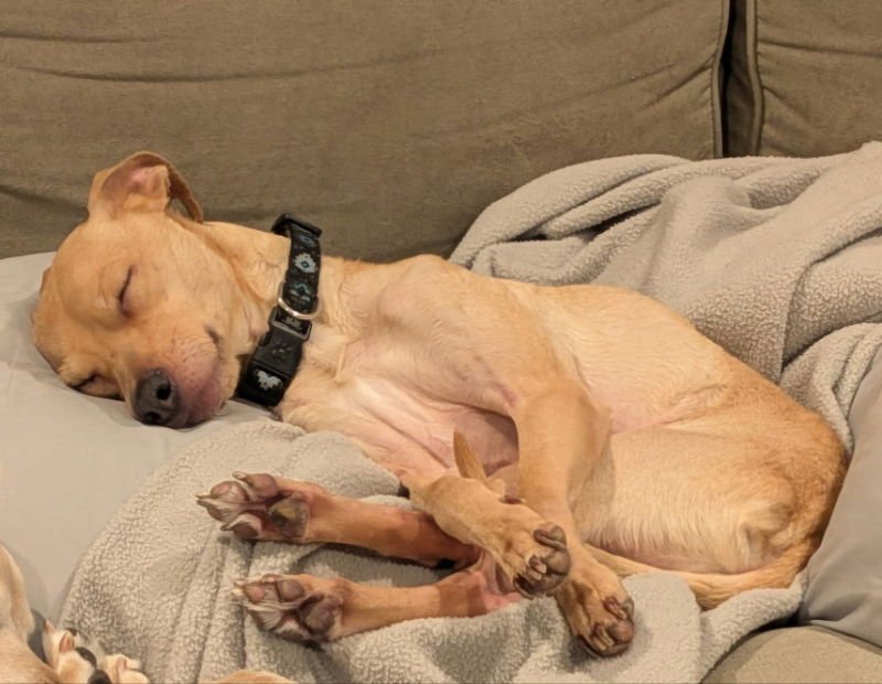 PEANUT BUTTER - Chihuahua / Dachshund available for adoption