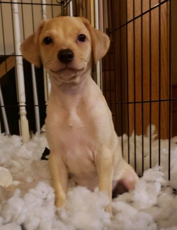 Peanut Butter - Photo 3