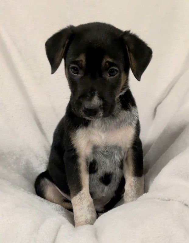 FELIX - Unknown available for adoption