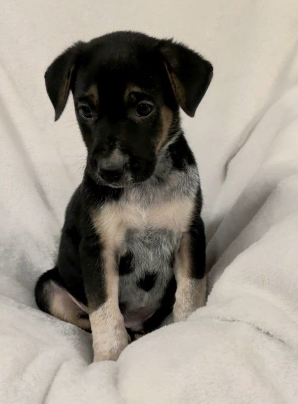 FELIX - Unknown available for adoption