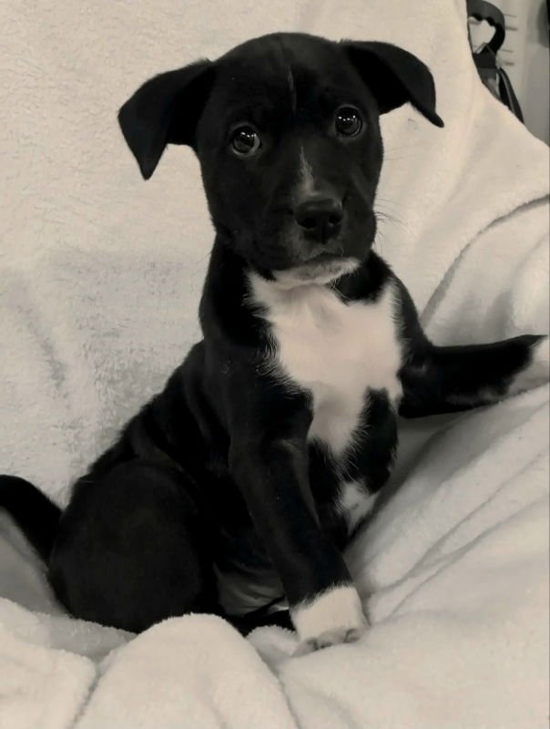 LUCKY - Unknown available for adoption