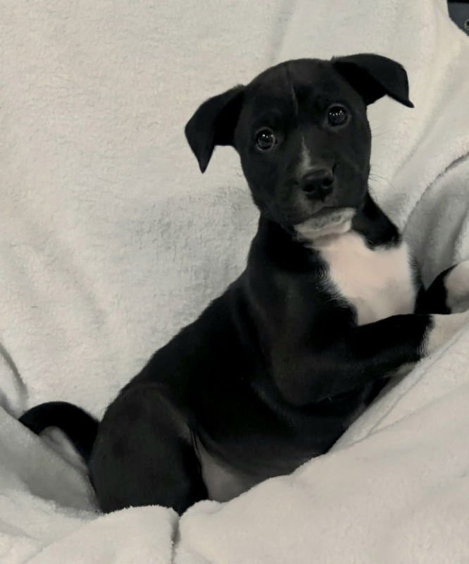 LUCKY - Unknown available for adoption