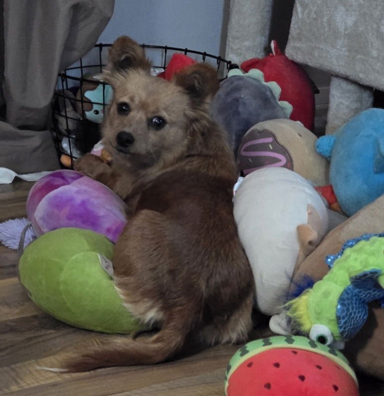 CARAMEL - Chihuahua available for adoption