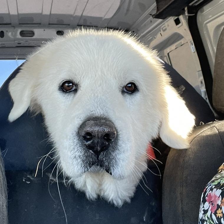 TITAN - Great Pyrenees available for adoption