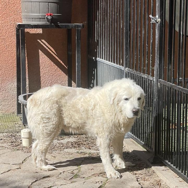 TITAN - Great Pyrenees available for adoption