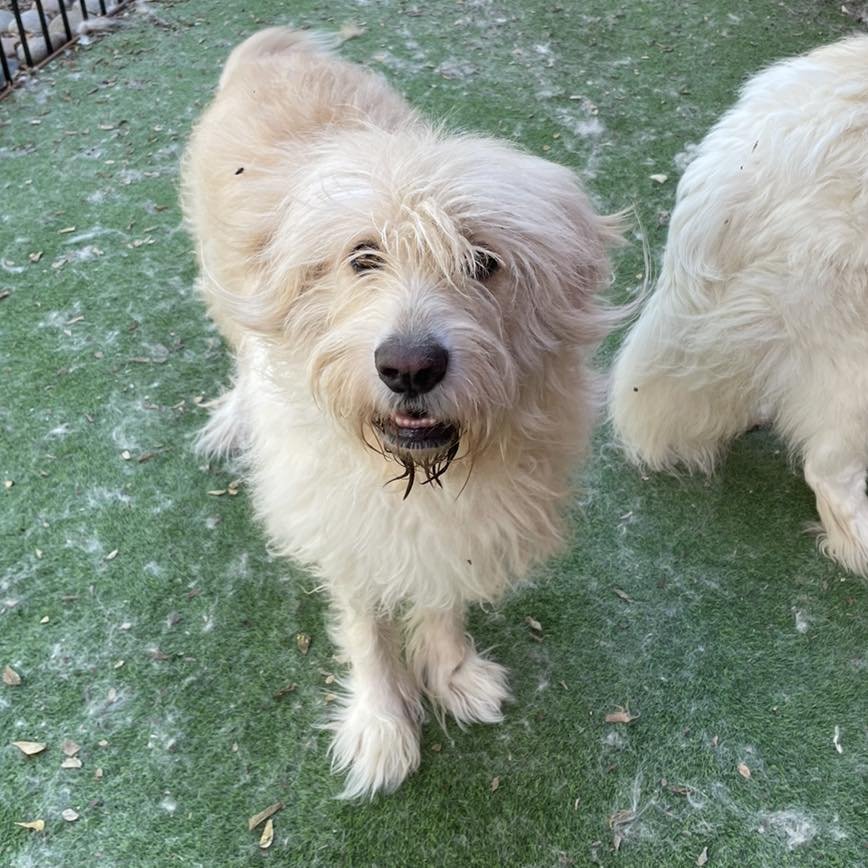ZEEKO - Great Pyrenees available for adoption