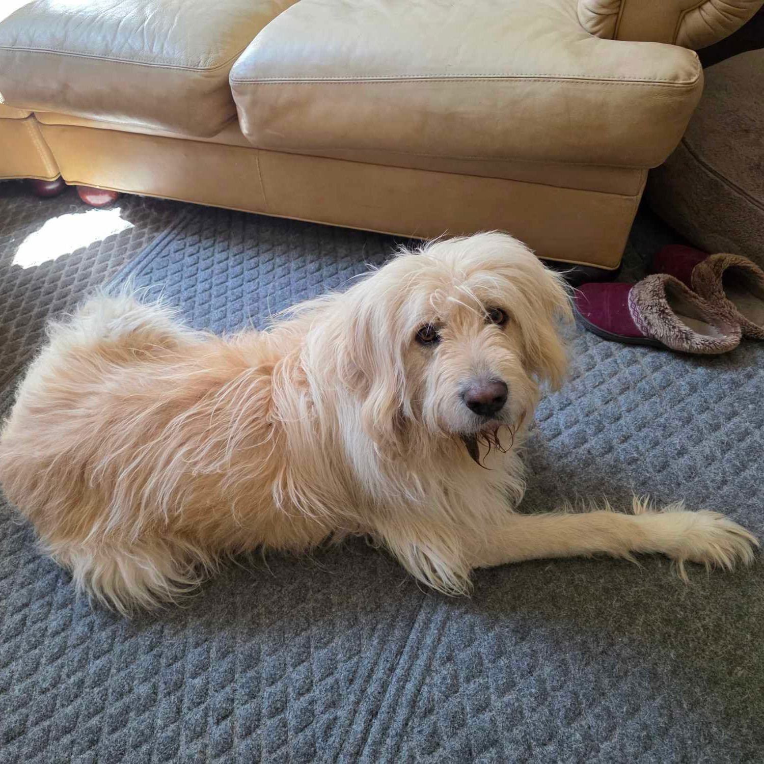 ZEEKO - Great Pyrenees available for adoption