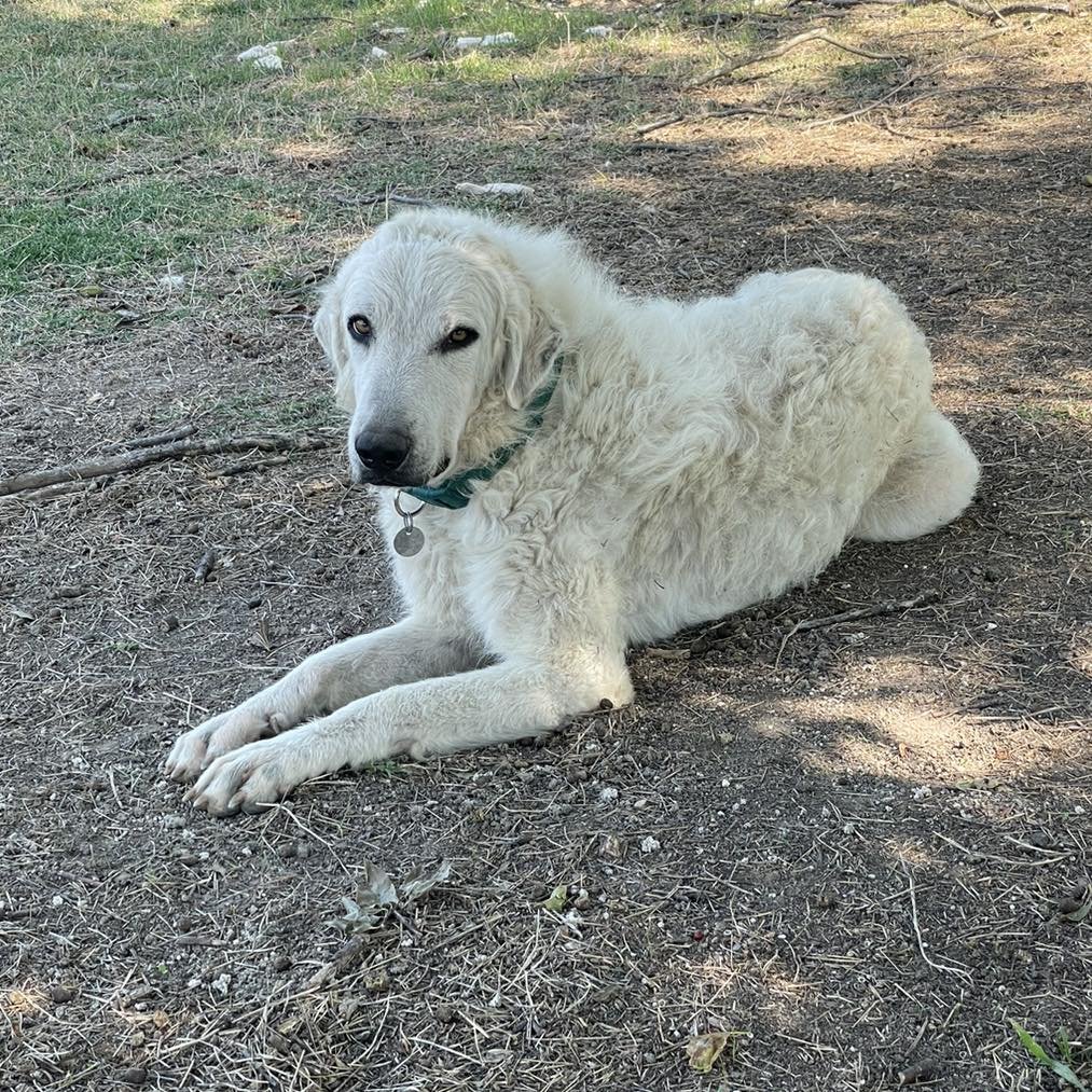 CURLY SUE - Akbash available for adoption