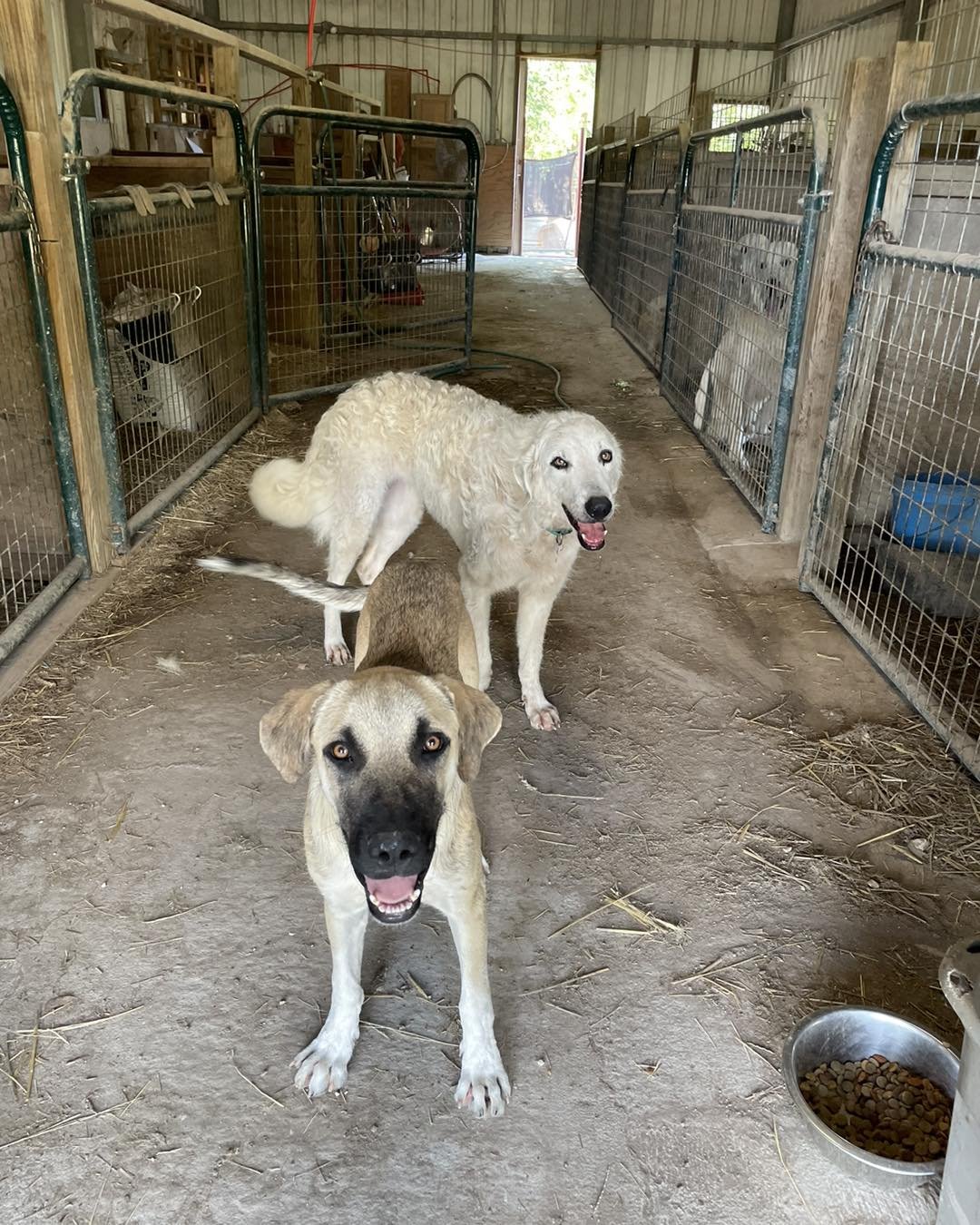 CURLY SUE - Akbash available for adoption