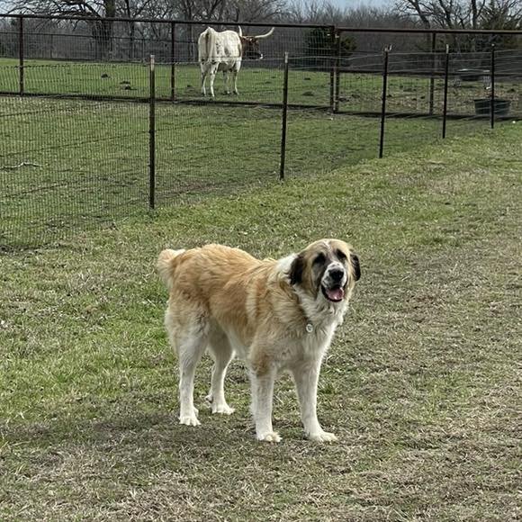 HANNAH - Great Pyrenees / Anatolian Shepherd available for adoption